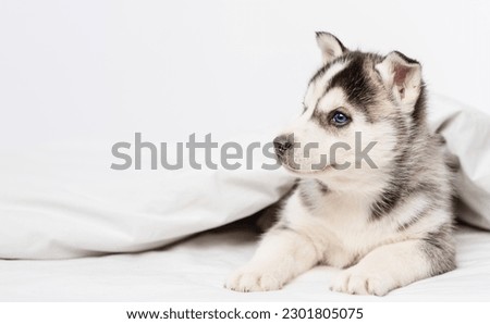 Little husky puppy lying under a blanket at home and raising his head  Royalty-Free Stock Photo #2301805075