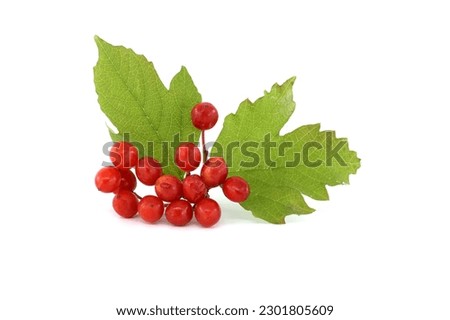 Guelder Rose or Viburnum Opulus plant berries and leaves isolated on white background Royalty-Free Stock Photo #2301805609