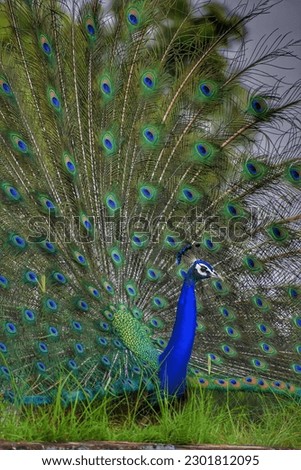 Peacock Picture.... Wildlife photography...... Bird Picture 