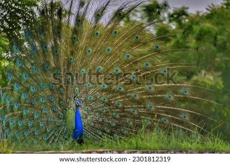 Peacock Picture.... Wildlife photography.... Bird Picture 