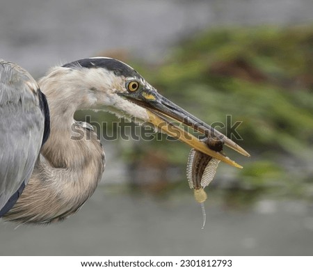 Great Blue Heron with a fish catch