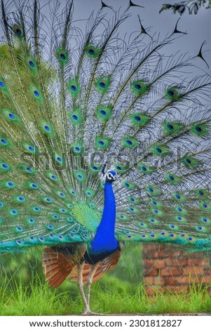 peacock Picture.... Wildlife photography... bird Picture 