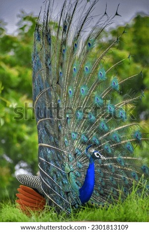 peacock Picture.... Wildlife photography. bird Picture 