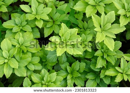 Pachysandra terminalis, Japanese spurge. Background material of beautiful groundcover plants. Royalty-Free Stock Photo #2301813323