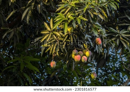 Mango Fruits are Ripening on mango tree orchard in Brazil