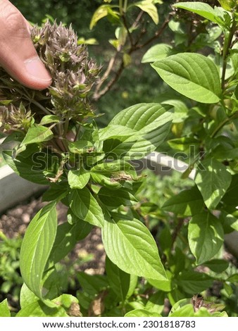 Worms and insects damage the basil leaves until only the leaf veins remain.