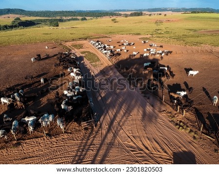 Aerial view of aberdeen angus cattle on confinement on a farm in Brazil