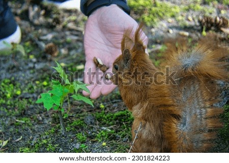 a man feeding nuts to a red squirrel in the city park in Końskie. spring in Poland, May 2023