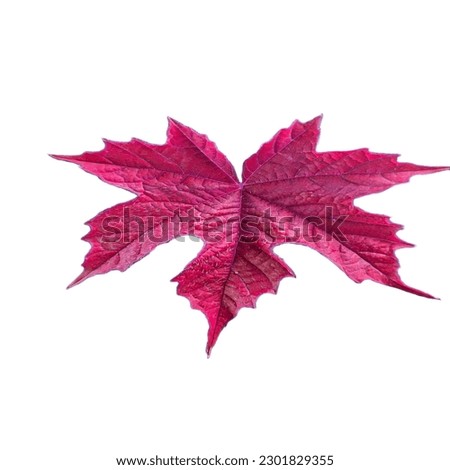 Pink leaves on a white background.nice background.macro