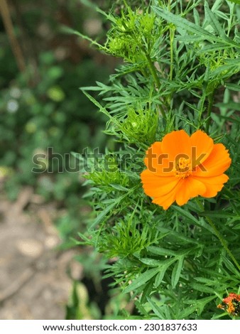 Orange flowers, take with Iphone 7, potrait.
