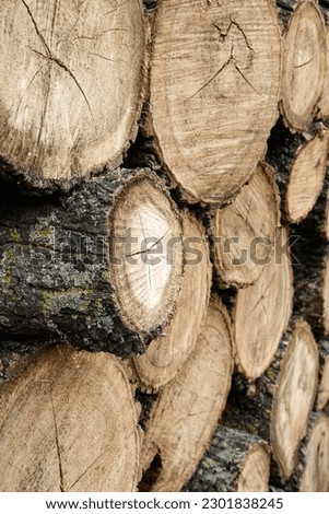 Newly-sawn logs, stacked. Wall with wooden decorative panels. Timber.  Front view. Natural background, ready for collection, texture, firewood, banner.