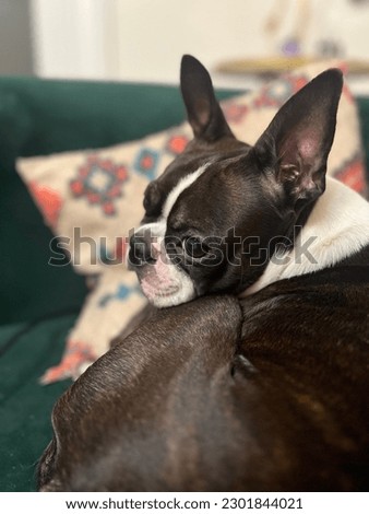 Beautiful Boston terrier is lying on the coach