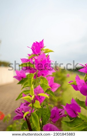 Bougainvillea glabra,  are popular ornamental plants in most areas with warm climates.
