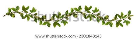 Twigs with green leaves in a floral waved garland isolated on white Royalty-Free Stock Photo #2301848145