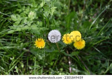 Dandelions in fresh spring grass. Bright green and yellow.