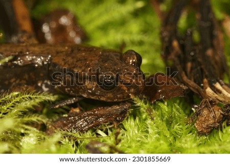 Natural closeup on the head of a juvenile green colored Dunn's salamander, Plethodon dunni, hiding in moss