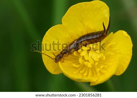 Natural closeup on the common European earwig, Forficula auricularia in a yellow buttercup flower