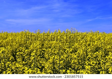 bright yellow flowering rapeseed canola or colza field, Latin name Brassica Napus. blurred background. cooking oil or green energy production concept. beauty in nature. farm field. 