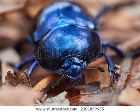 Dung beetle looking for work Royalty-Free Stock Photo #2301859935