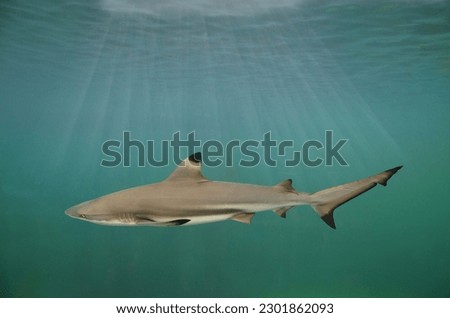 Blacktip Reef Shark in the sea