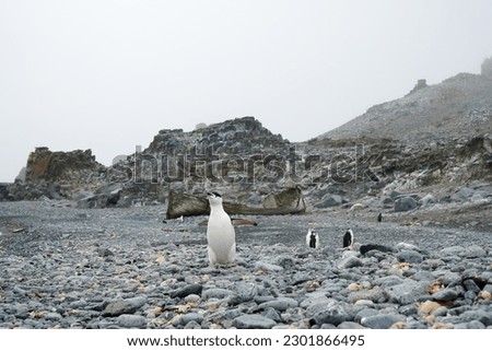 Chinstrap penguin on a rocky beach with wooden boat in background