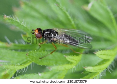 Carrot root fly, Chamaepsila rosae called also Psila rosa. Adult insect on carrot foliage. Royalty-Free Stock Photo #2301873079