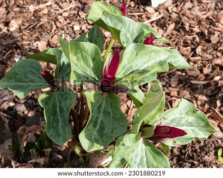 Close-up of the toadshade or toad trillium (Trillium sessile), it has a whorl of three bracts (leaves) and a single trimerous reddish-purple flower with 3 sepals in garden