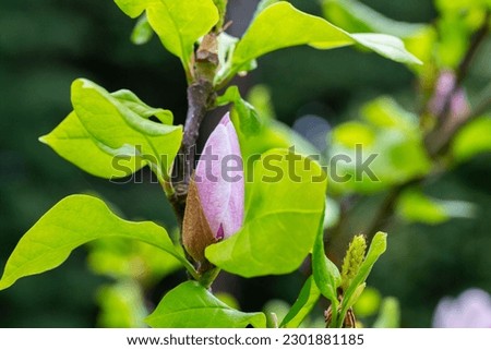 magnolia tree blossom in springtime. tender pink flowers bathing in sunlight. warm april weather. Blooming magnolia tree in spring, internet springtime banner. Spring floral background.