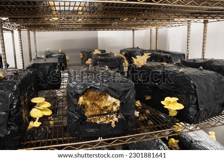 golden yellow oyster mushroom (Pleurotus citrinopileatus) growing in black plastic and growing medium 