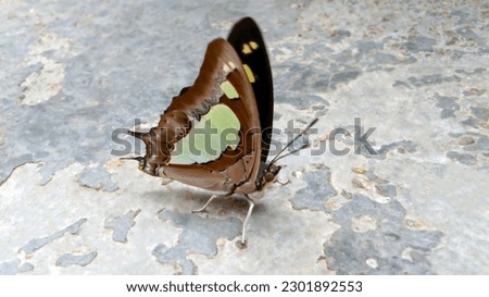 A Common Nawab butterfly on the floor is a sight to behold.