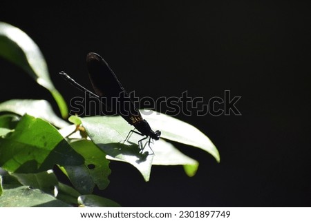 Nature background with waterfall.Tropical Dragonfly at waterfall in Thailand,the dragonfly at near waterfall.Picture of a very beautiful dragonfly. The colors background is a waterfall.