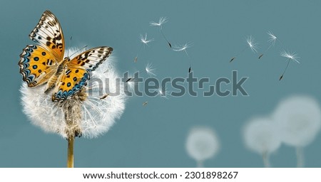 Dandelion and butterfly closeup with seeds blowing away in the wind.