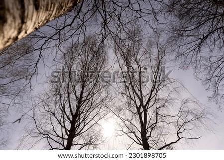 Birch tree branches in the park in spring sunny weather, old tall birches in the park in spring