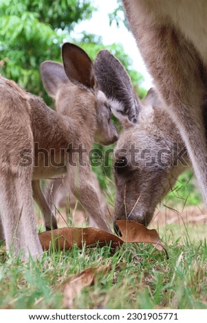 Adorable joey kangaroo at Agnes Water, Queensland, Australia.