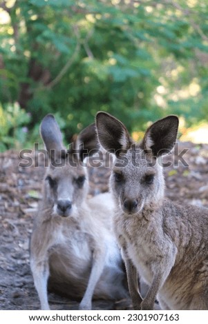Kangaroos at Agnes Water, Queensland, Australia.
