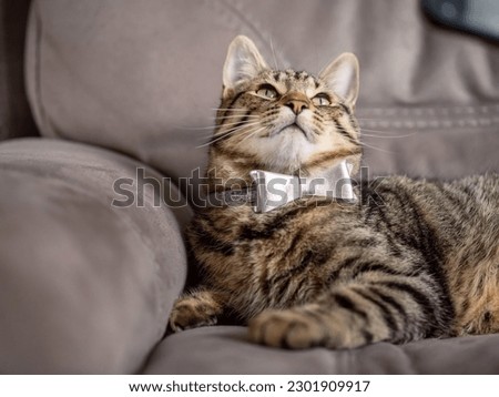 Stylish tabby cat with bow on a suede couch. Funny animal picture.