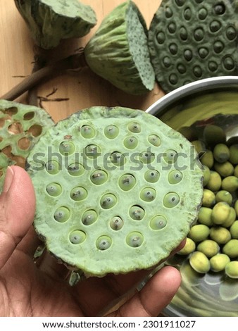 organic fresh lotus seeds in hand