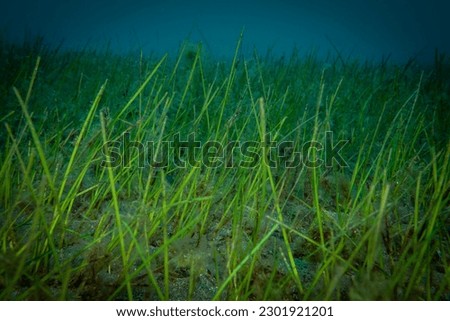Sea grass growing in the Atlantic Ocean