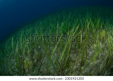 Sea grass growing in the Atlantic Ocean