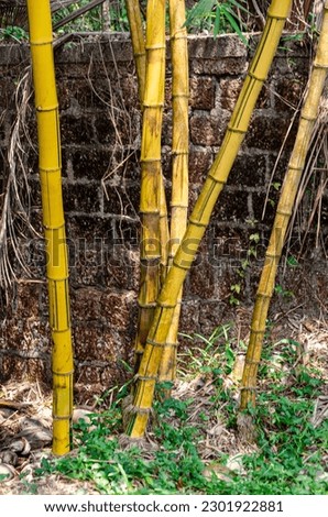 Cluster of yellow bamboo plants
