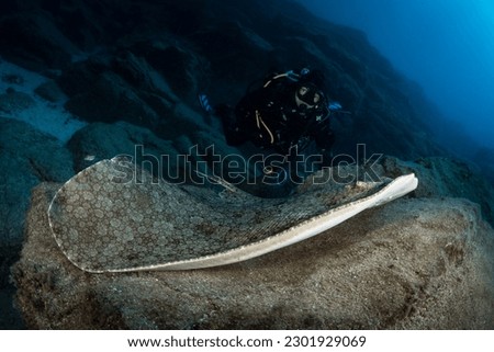 Female scuba diver with impressive butterfly sting ray swimming underwater Royalty-Free Stock Photo #2301929069