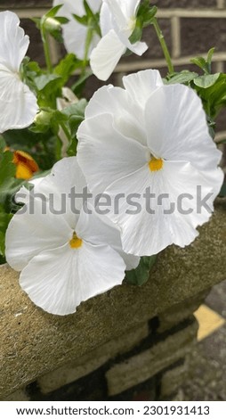 Close up of white pansy flowers.
