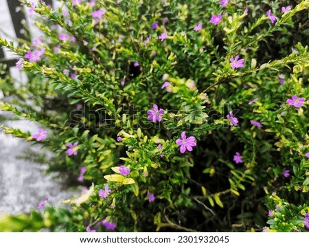 cuphea hyssopifolia A beautiful plant grown in the home garden Royalty-Free Stock Photo #2301932045