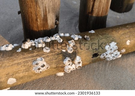 Close-up of Acorn Barnacles live and dead clustered on Weathered bamboo at the beach, animal, wildlife, sea, ocean Royalty-Free Stock Photo #2301936133