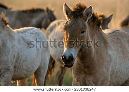 Przewalski's horses (Mongolian wild horses). A rare and endangered horse originally native to the steppes of Central Asia. Reintroduced at the steppes of South Ural Royalty-Free Stock Photo #2301938247