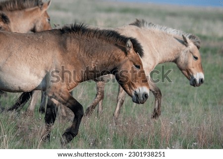 Przewalski's horses (Mongolian wild horses). A rare and endangered horse originally native to the steppes of Central Asia. Reintroduced at the steppes of South Ural Royalty-Free Stock Photo #2301938251