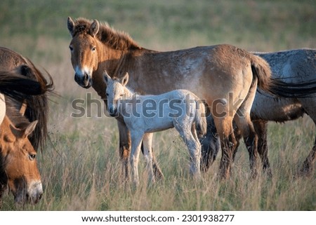 Przewalski's horses (Mongolian wild horses). A rare and endangered horse originally native to the steppes of Central Asia. Reintroduced at the steppes of South Ural Royalty-Free Stock Photo #2301938277