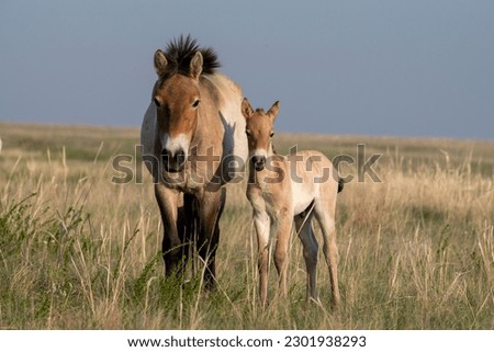 Przewalski's horses (Mongolian wild horses). A rare and endangered horse originally native to the steppes of Central Asia. Reintroduced at the steppes of South Ural Royalty-Free Stock Photo #2301938293
