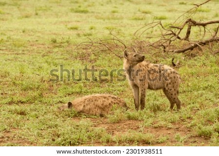 Juvenile Hyena in Sabi Sands game reserve