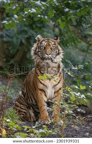 Portrait of a female Sumatran Tiger